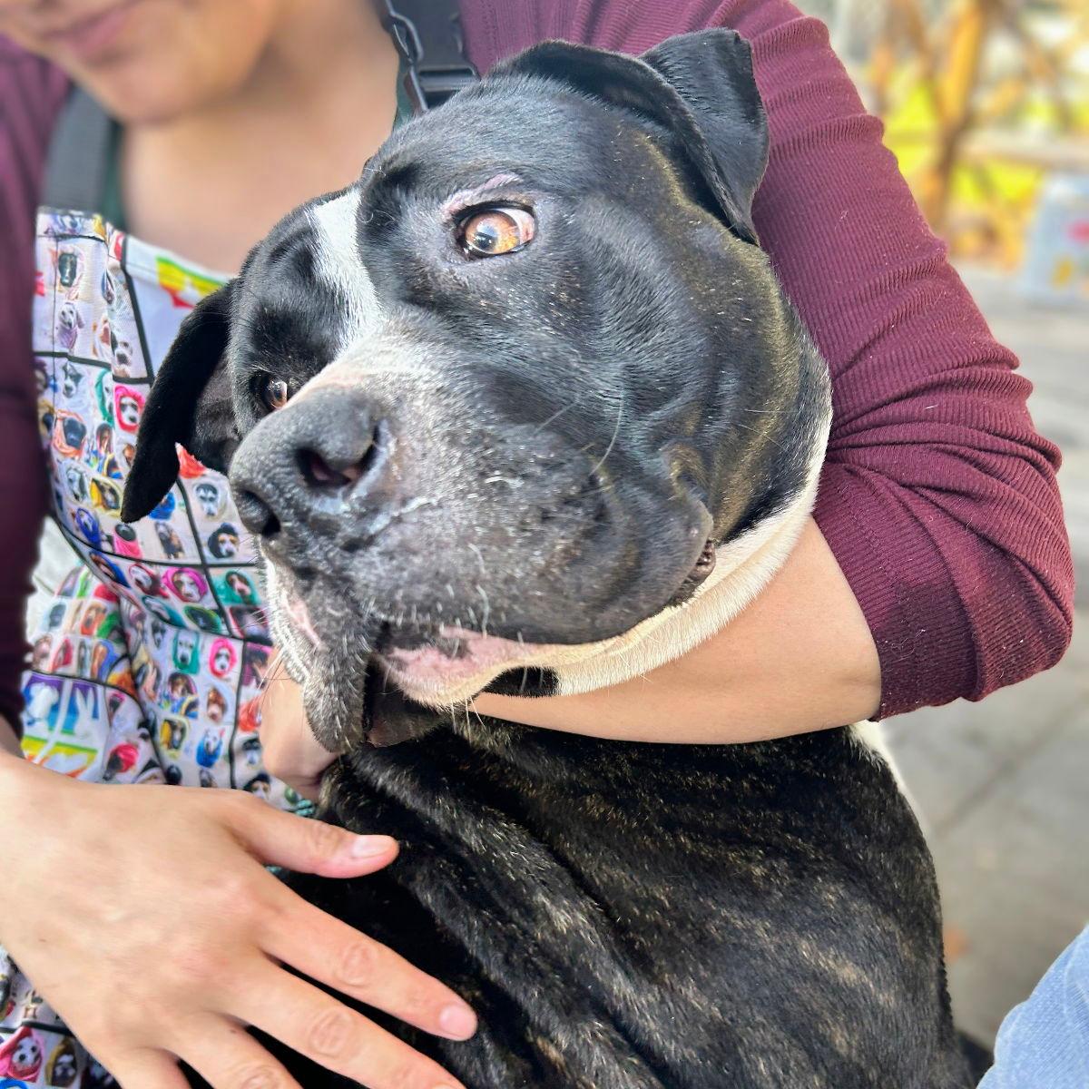 Serene - Pit Bull Terrier