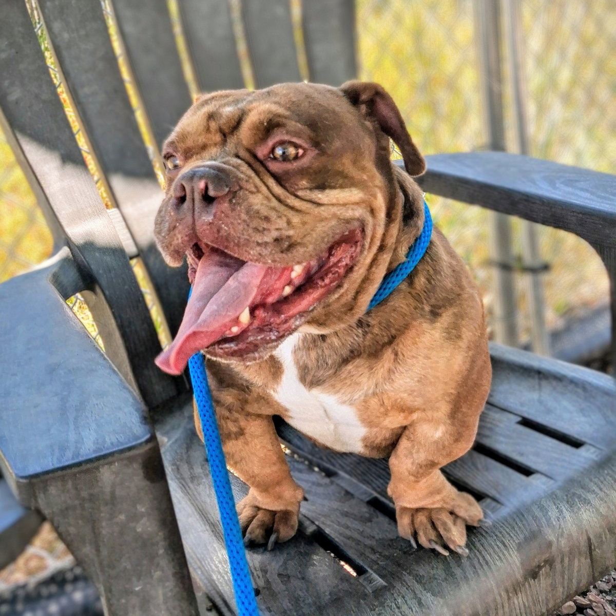 Campbell - Bulldog