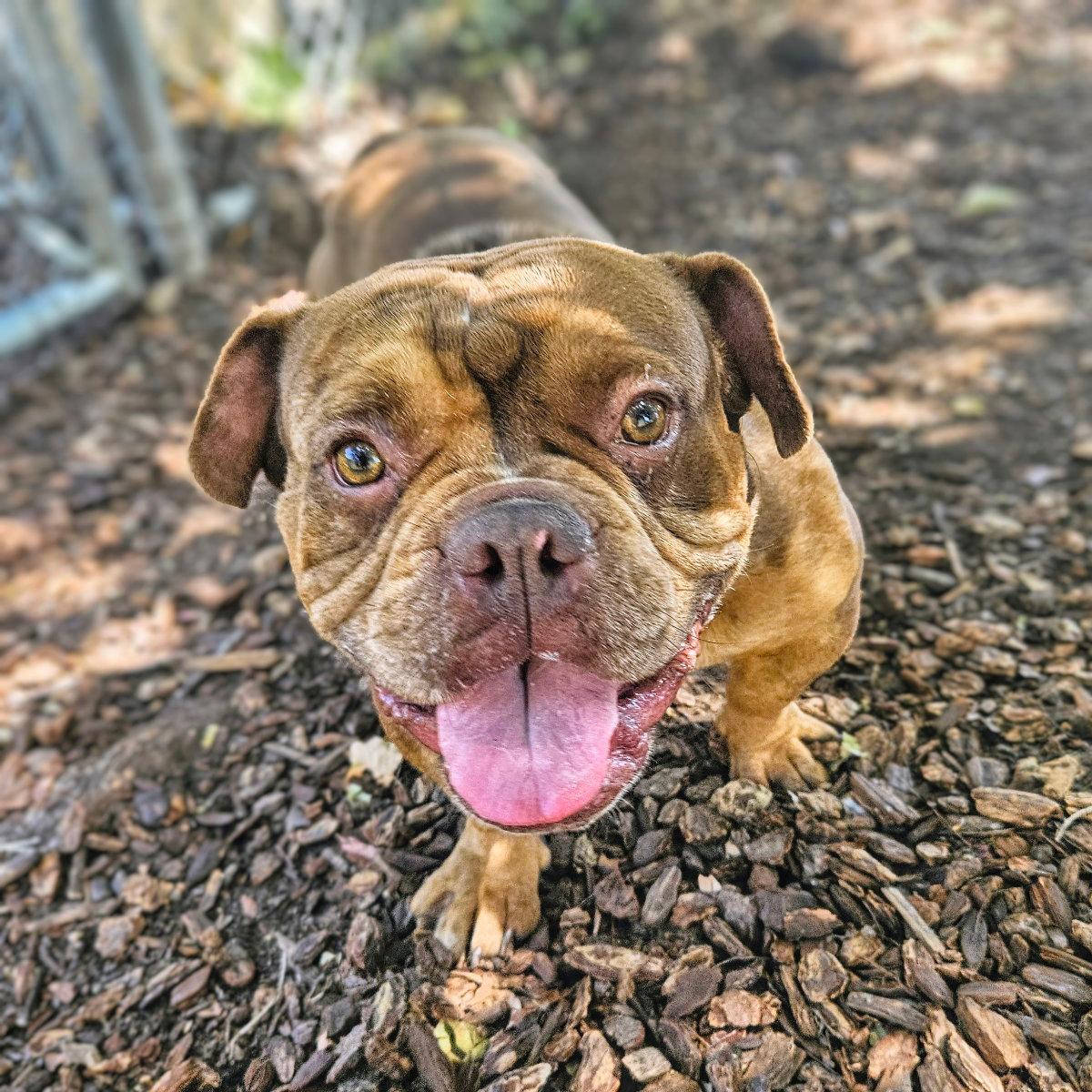 Campbell - Bulldog