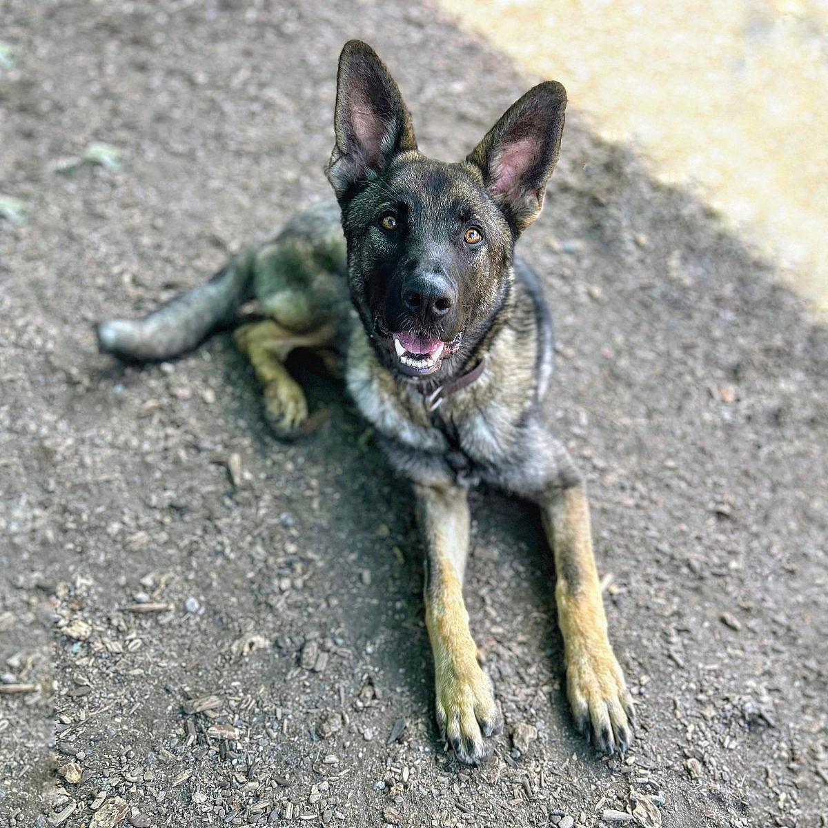Jacob - German Shepherd Dog
