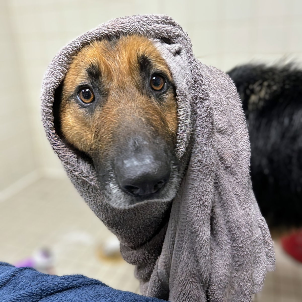 Seaside - German Shepherd Dog