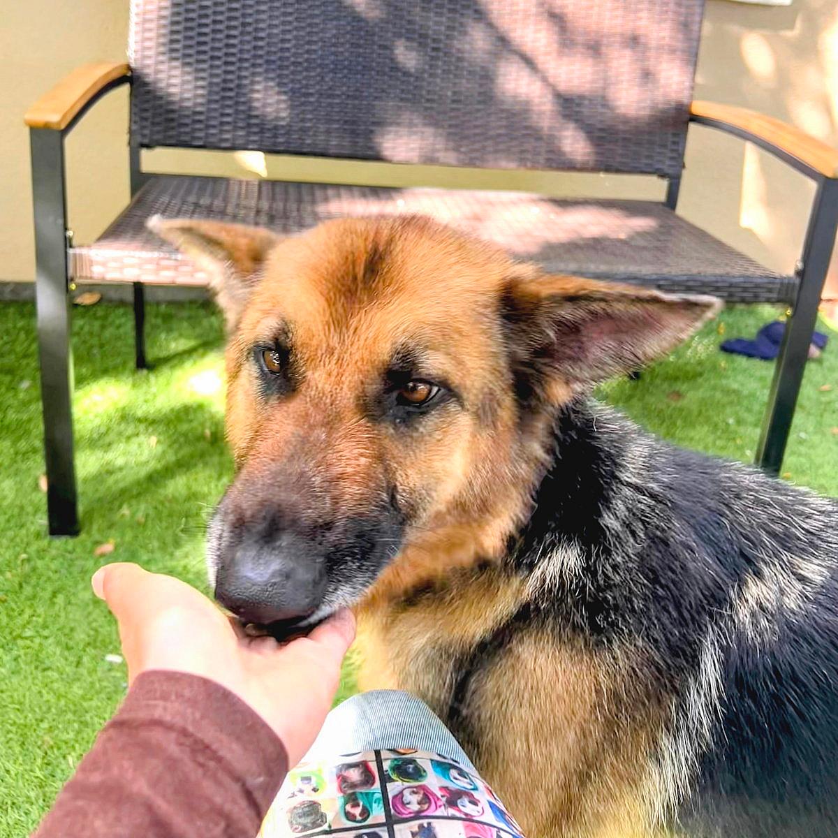 Seaside - German Shepherd Dog