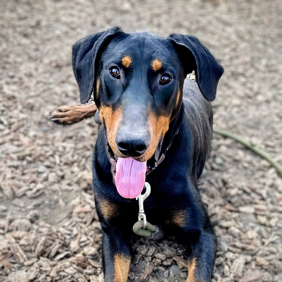 This Doberman Mix Looked Sad and Soulful—But His Sweet Side Shines Like ...