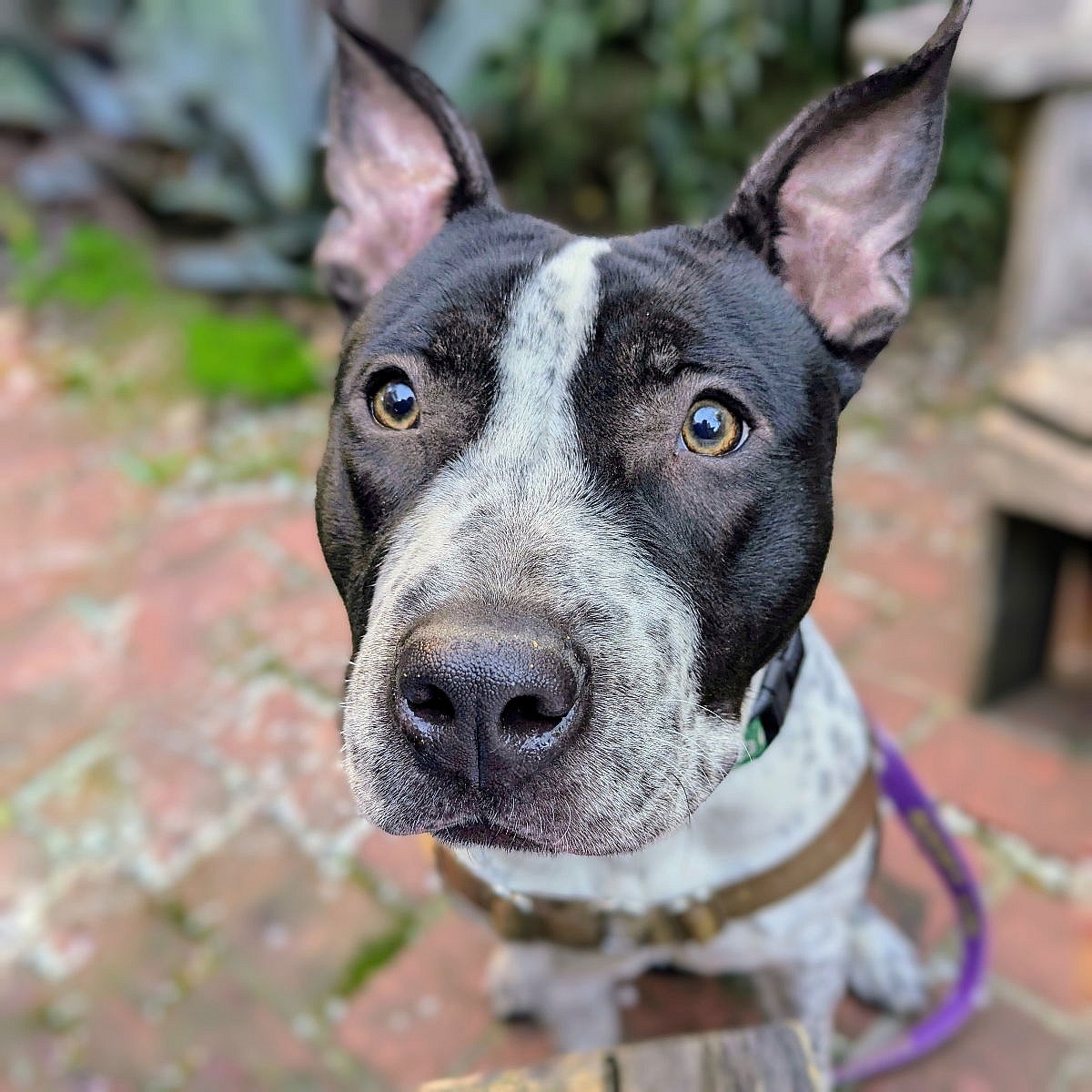 Lolita