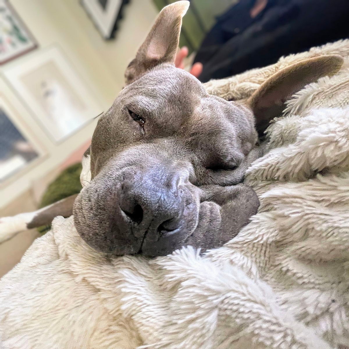 Potluck - American Pit Bull Terrier