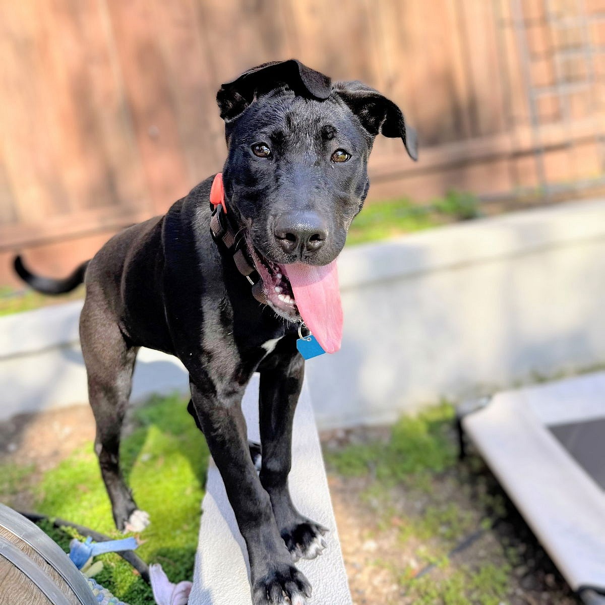 Cocoa Bean - Labrador Retriever