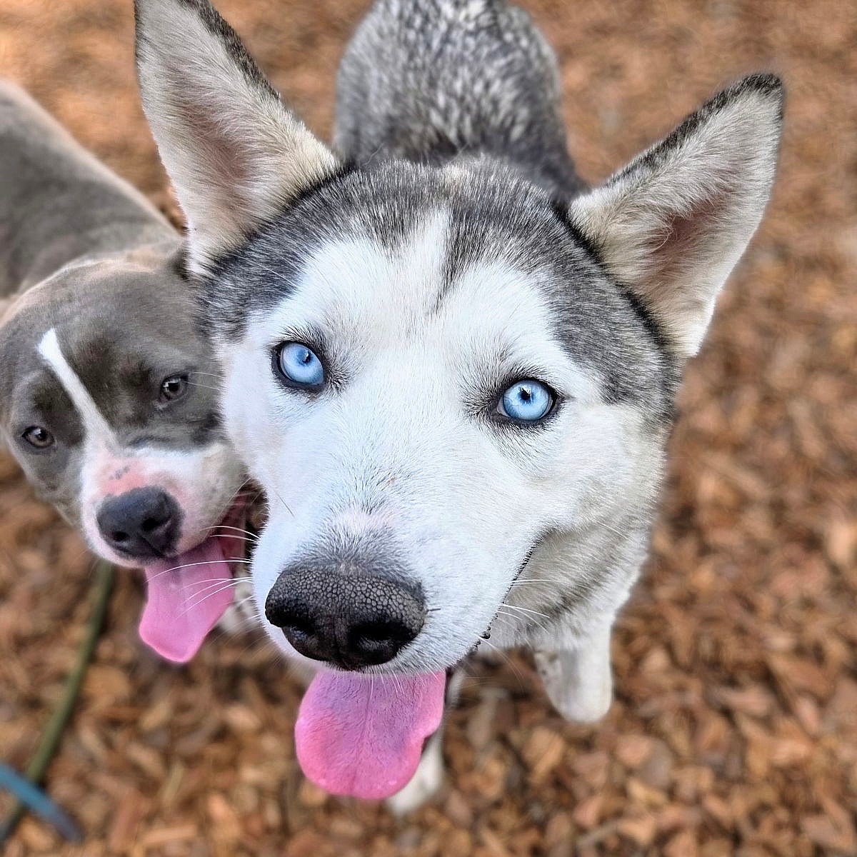 Zeus - Siberian Husky