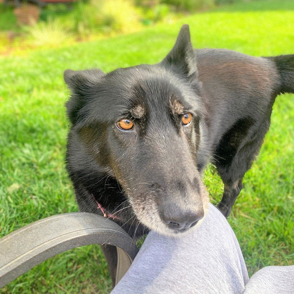 Bachelorette - Shepherd