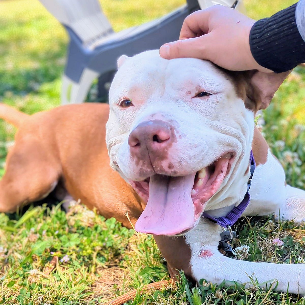 Boxie - American Pit Bull Terrier