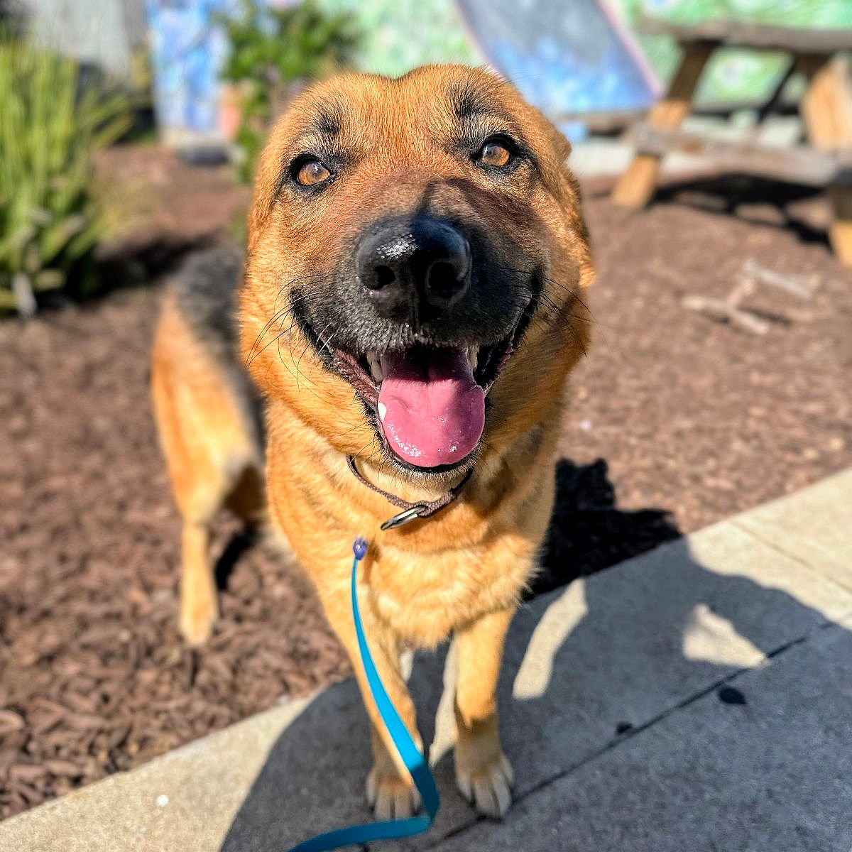 Capri - German Shepherd Dog