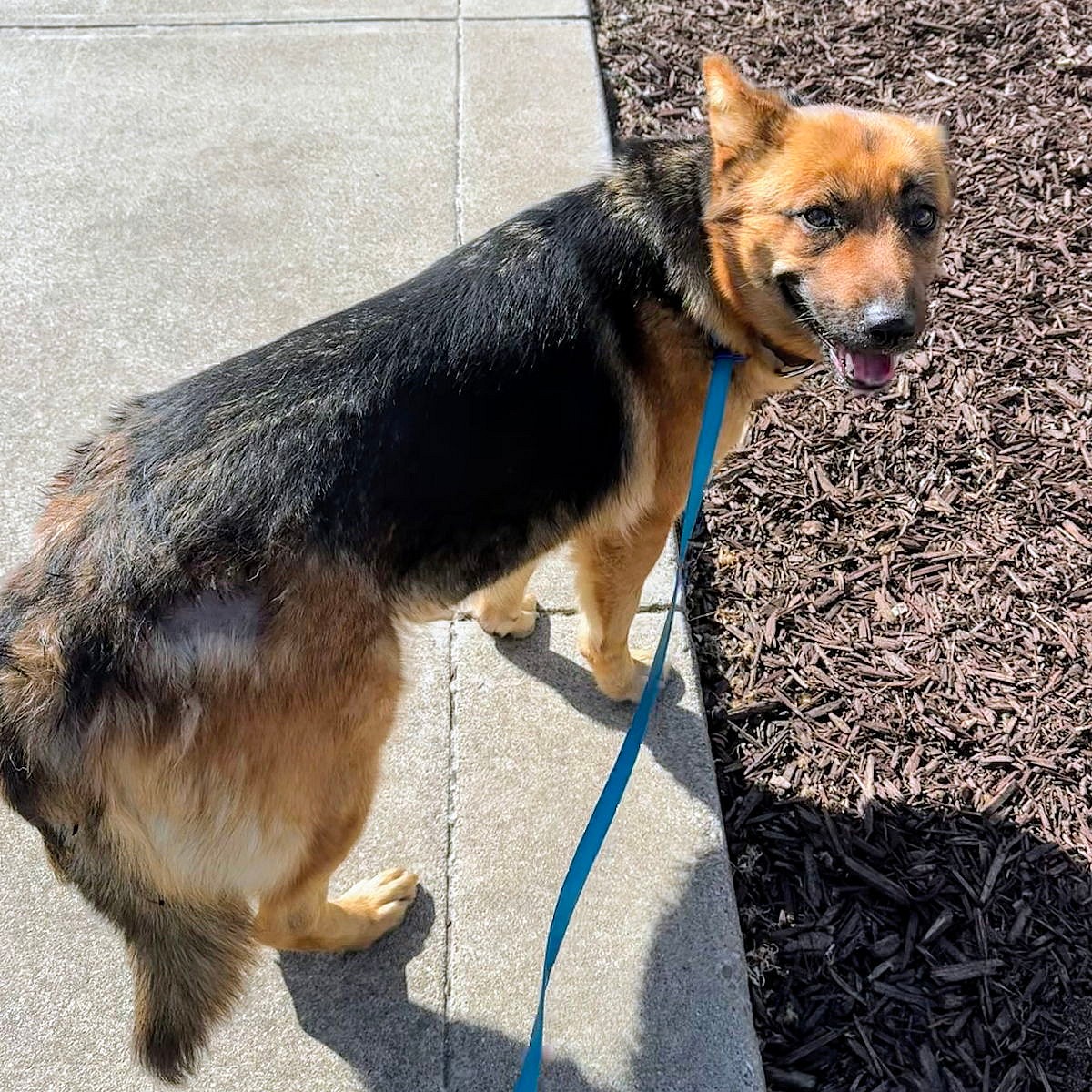 Capri - German Shepherd Dog