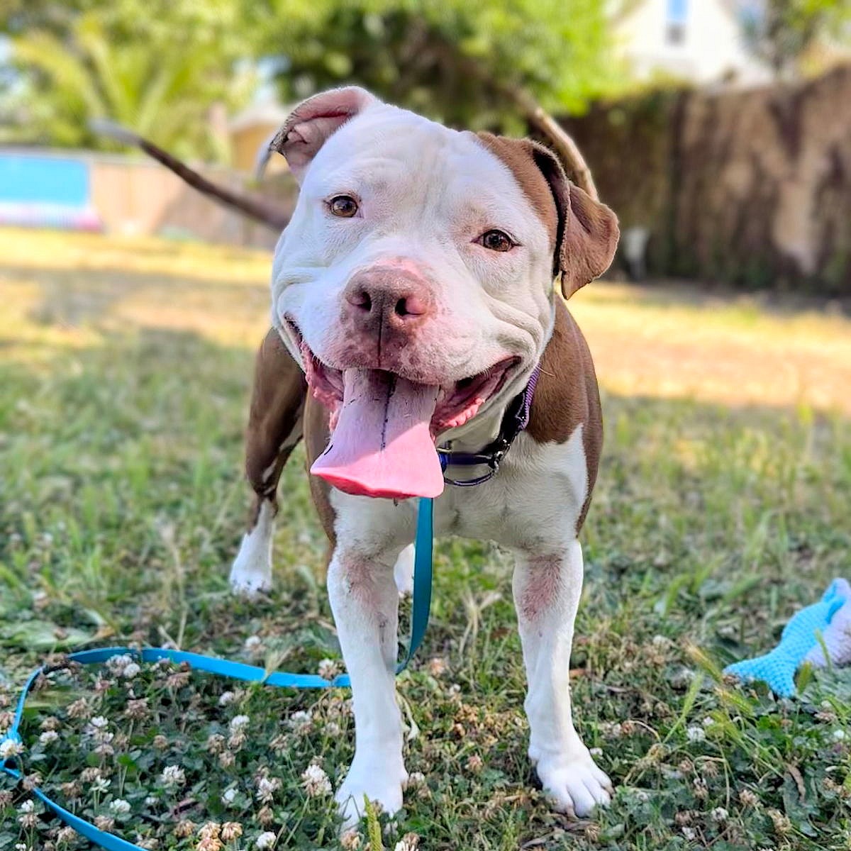 Boxie - American Pit Bull Terrier