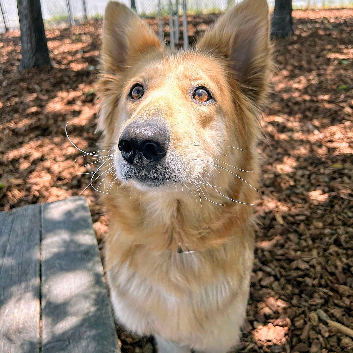 Giselle - German Shepherd Dog