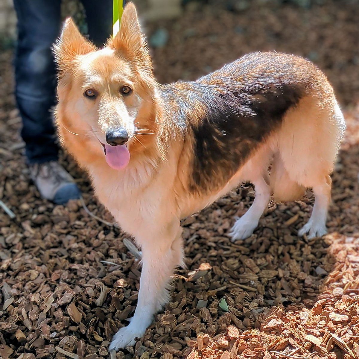 Giselle - German Shepherd Dog