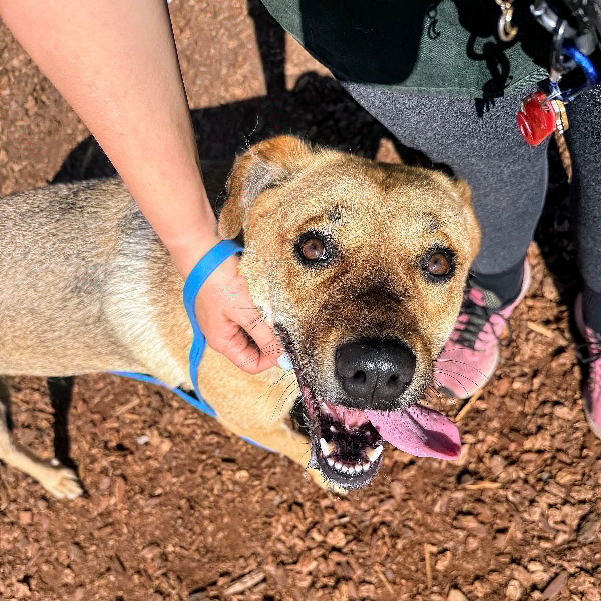 Samantha - Labrador Retriever