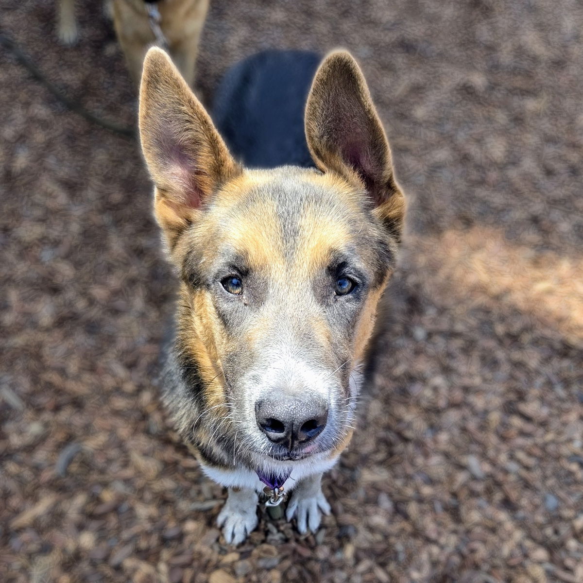 Hedgehog - German Shepherd Dog