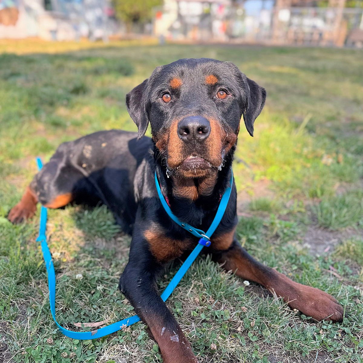 Regal - Rottweiler