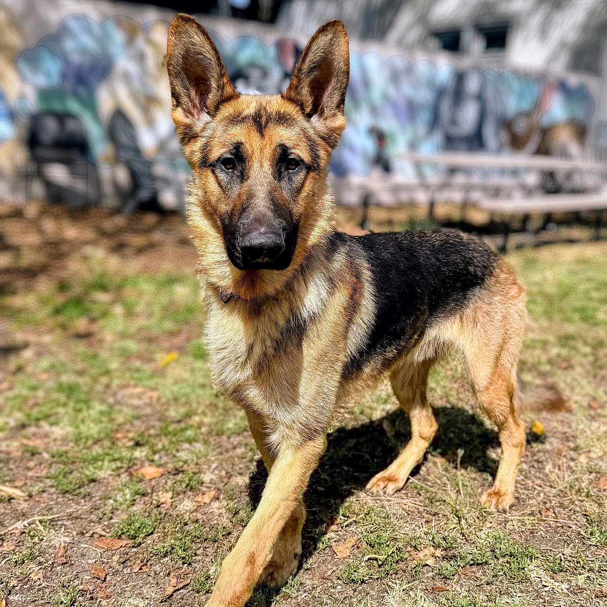 Snickerdoodle - German Shepherd Dog
