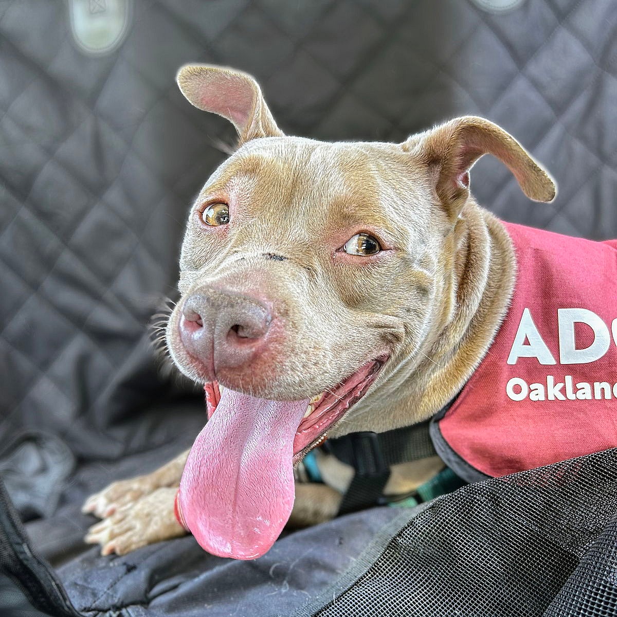 Egypt - American Pit Bull Terrier