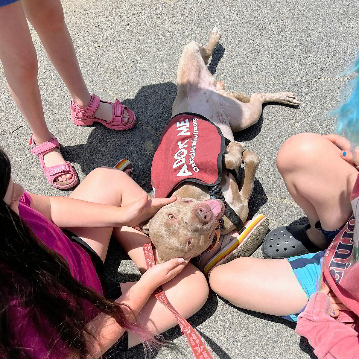 Egypt - American Pit Bull Terrier