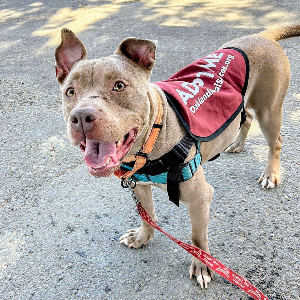 Egypt - American Pit Bull Terrier