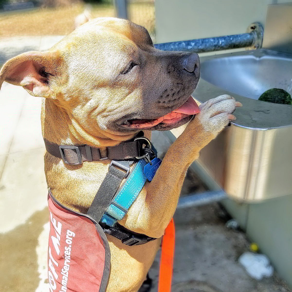 Peachy - Pit Bull Terrier