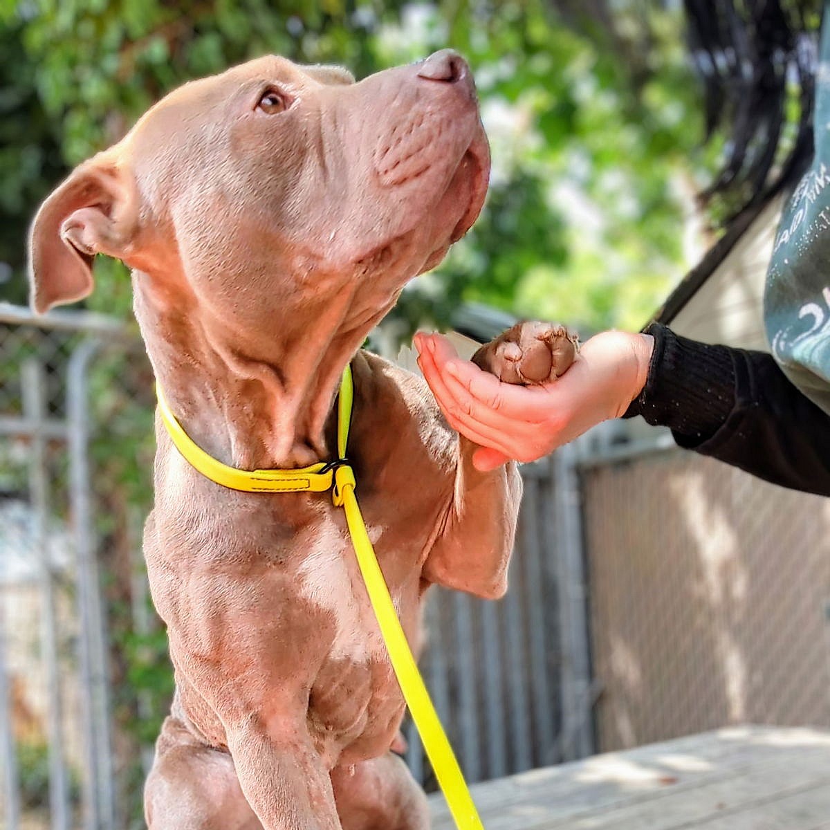 Heaven - Pit Bull Terrier