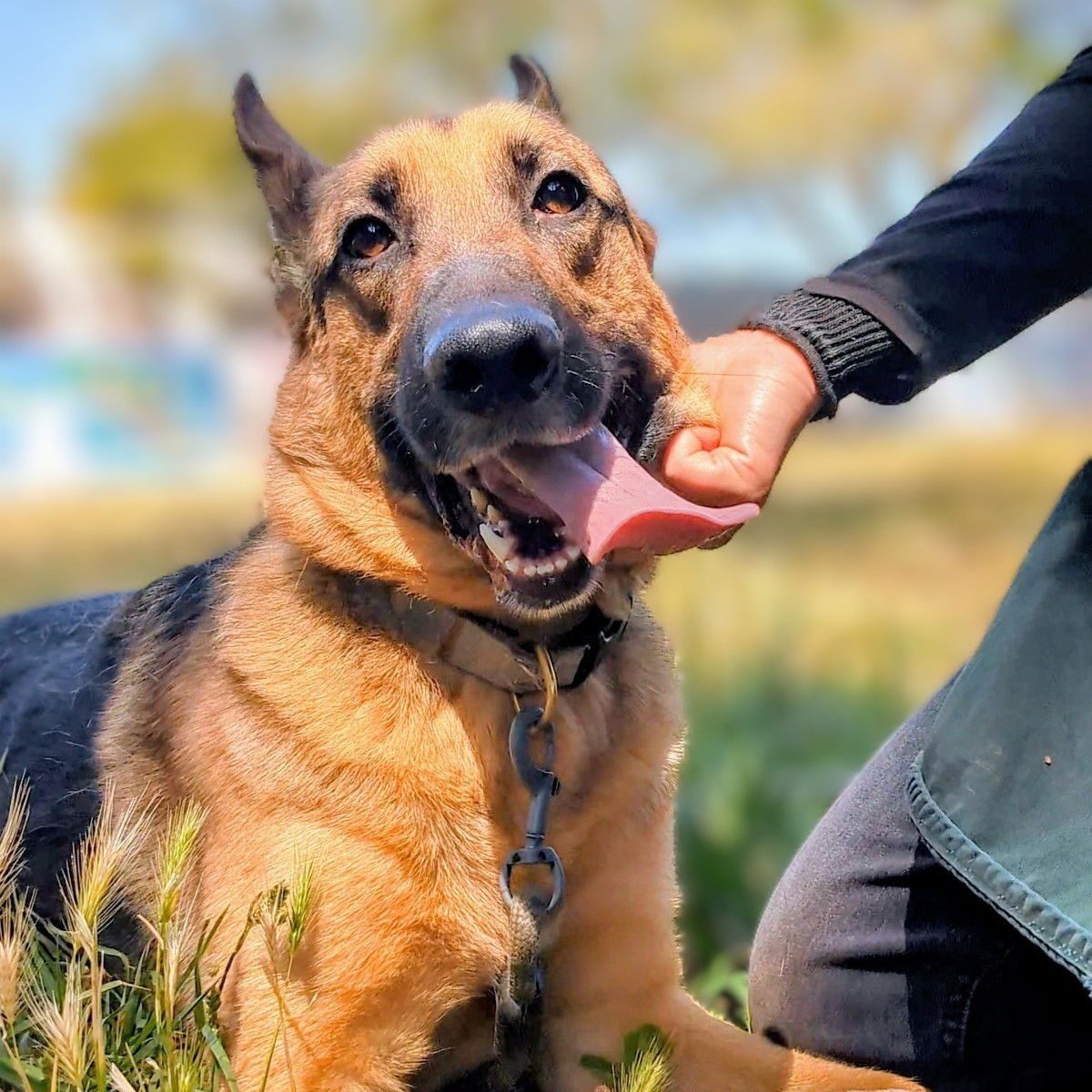 Charles Barkley - German Shepherd Dog