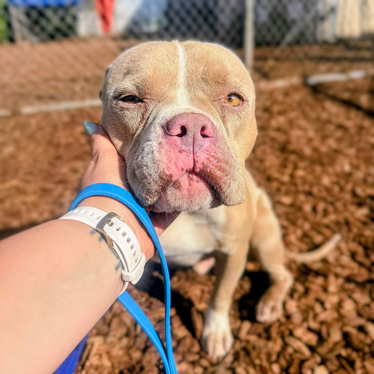 Elf - Pit Bull Terrier