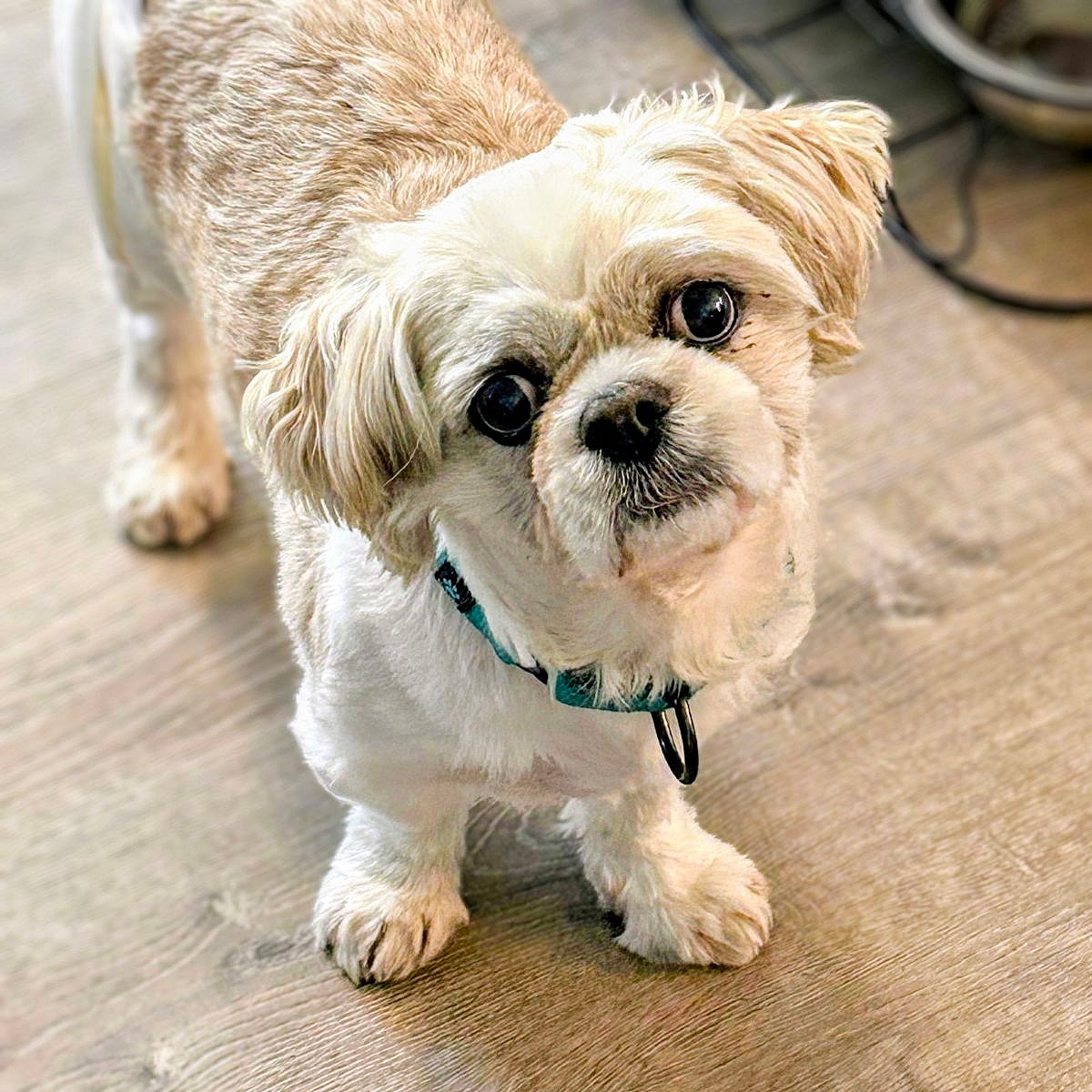 Louie - Shih Tzu