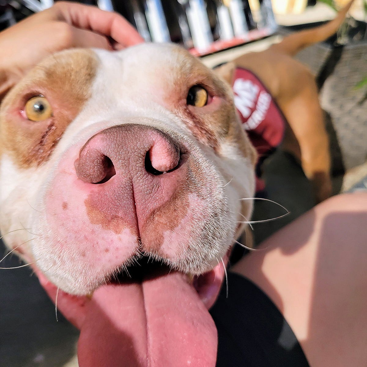 Droopy - Pit Bull Terrier