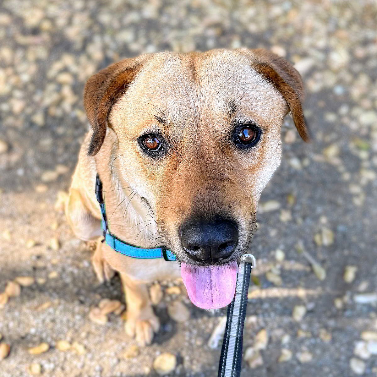 Samantha - Labrador Retriever