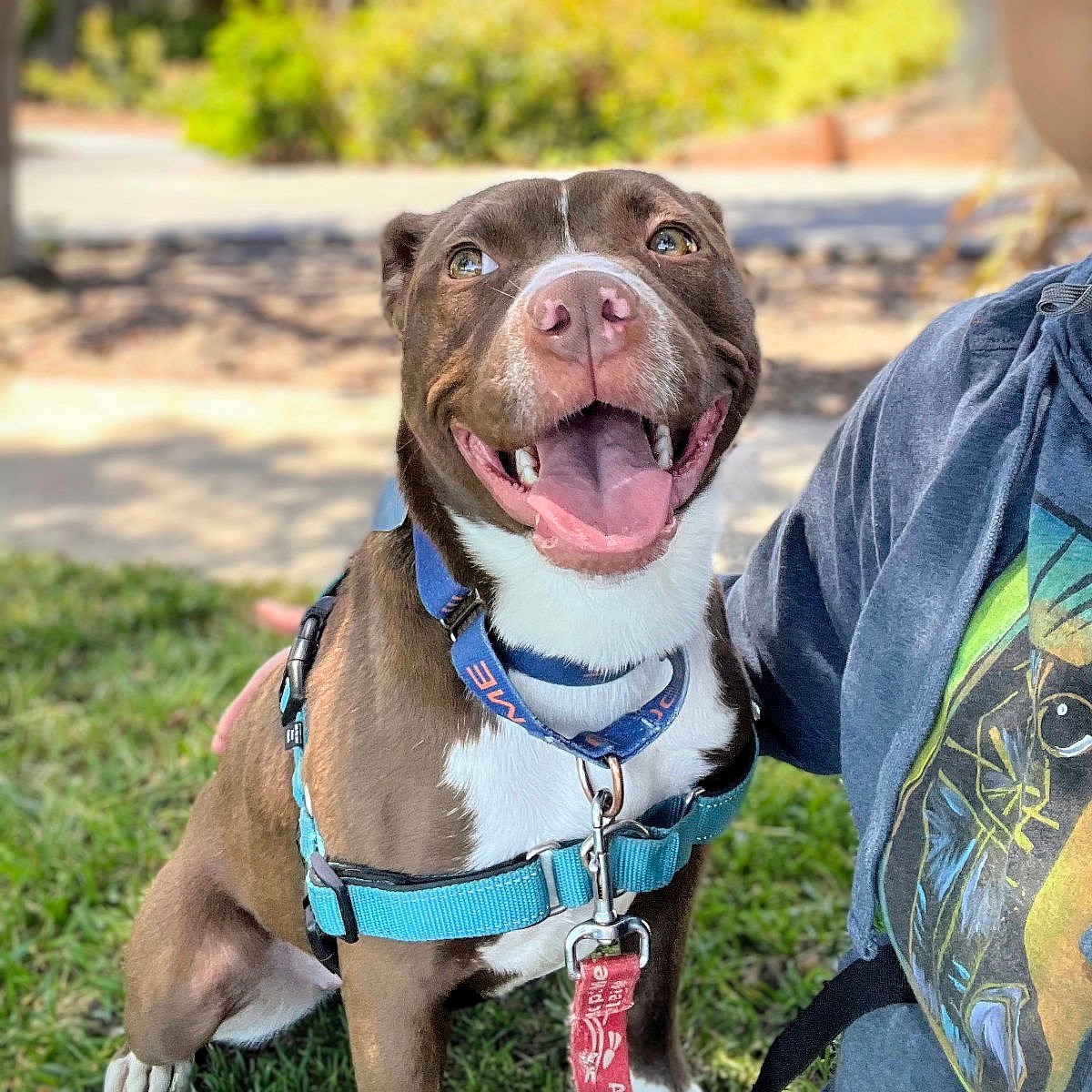 Naia - Pit Bull Terrier