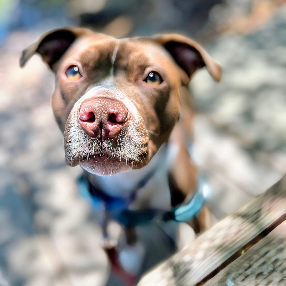 Naia - Pit Bull Terrier