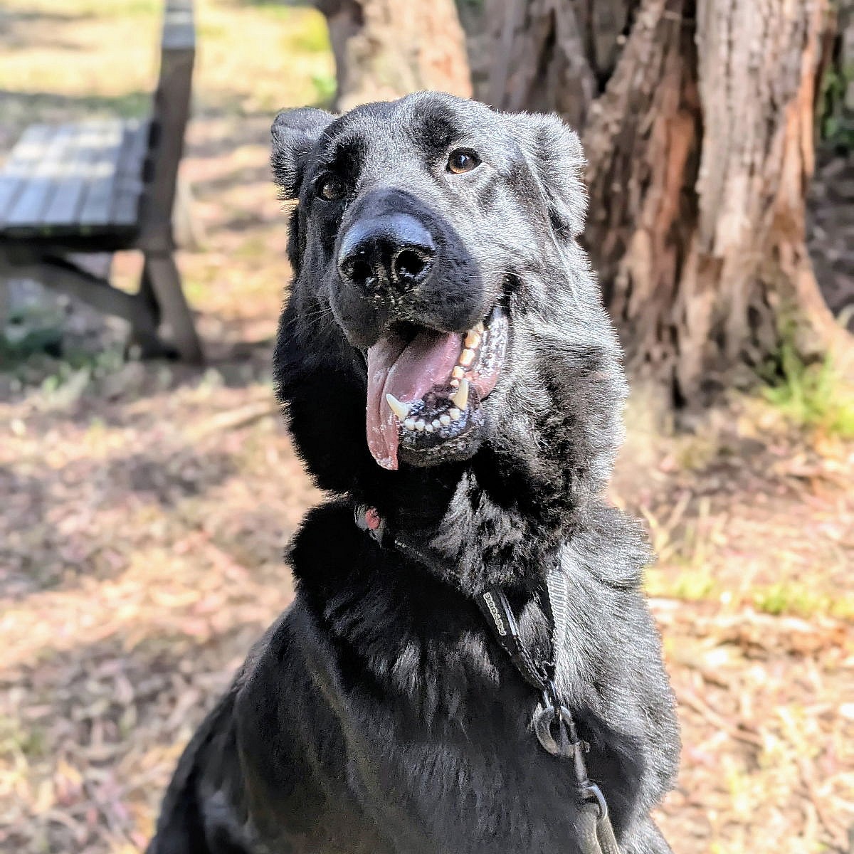 Dorito - German Shepherd Dog