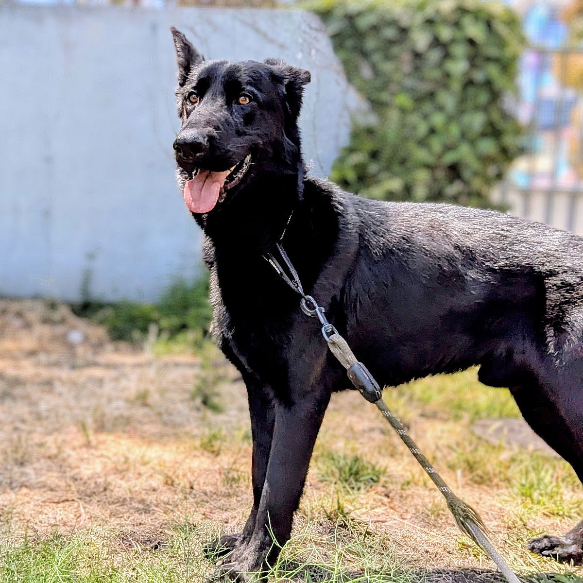 Dorito - German Shepherd Dog