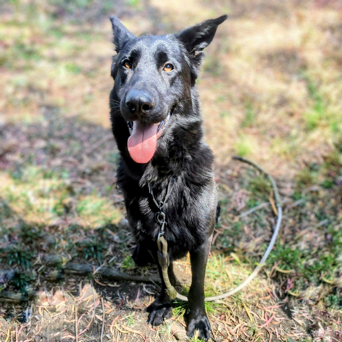 Dorito - German Shepherd Dog