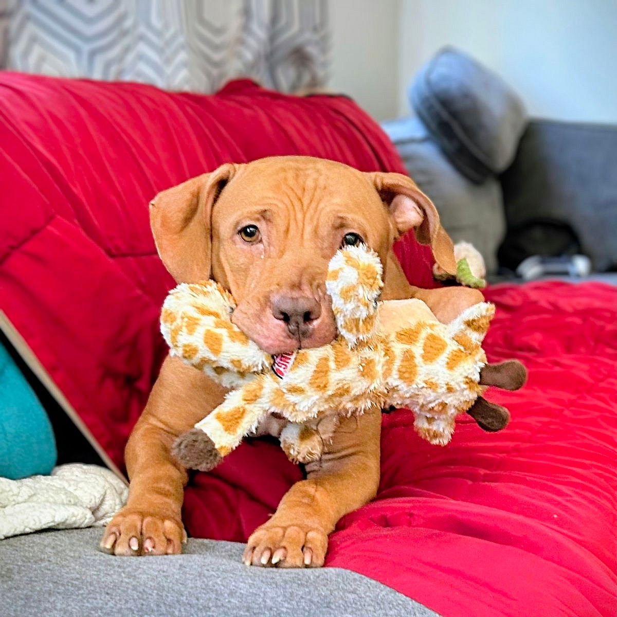 Athena - Pit Bull Terrier