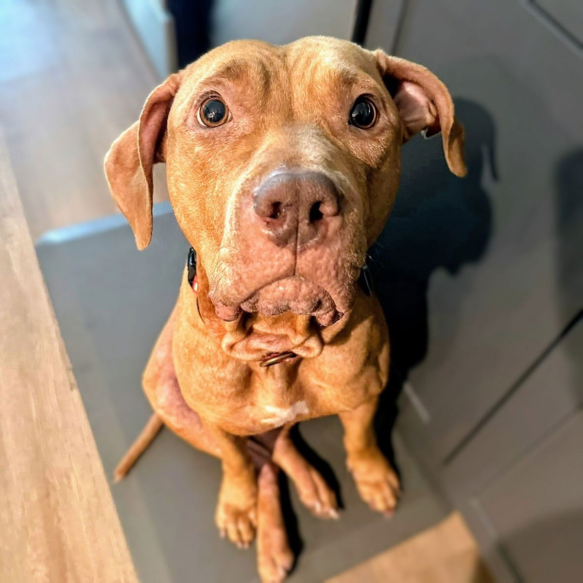 Athena - Pit Bull Terrier
