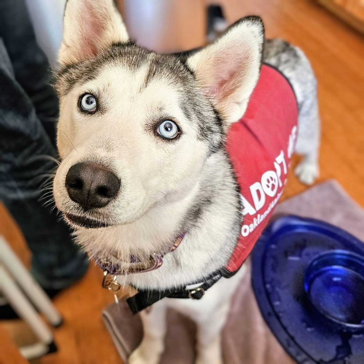 Zeus - Siberian Husky