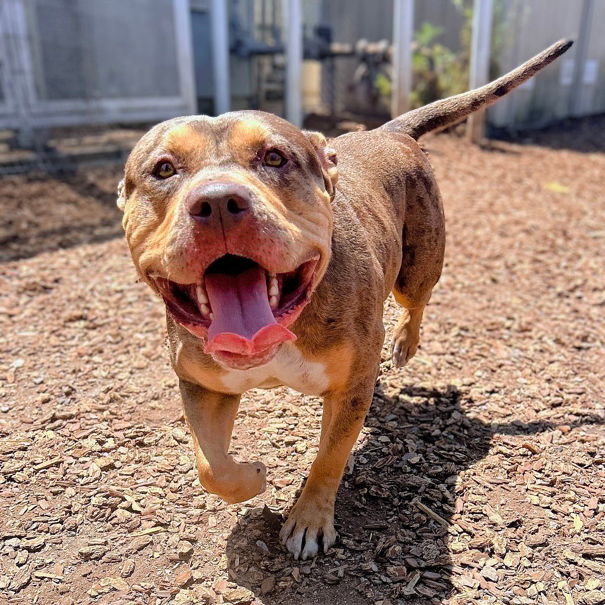 Ferrero Rocher - Pit Bull Terrier