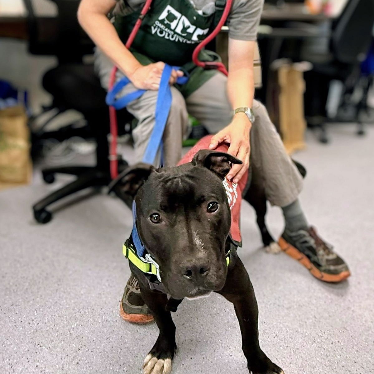 Dylan - Pit Bull Terrier