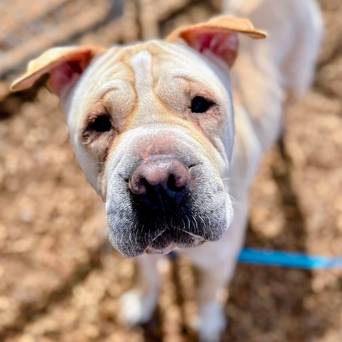Marie - Chinese Shar-Pei