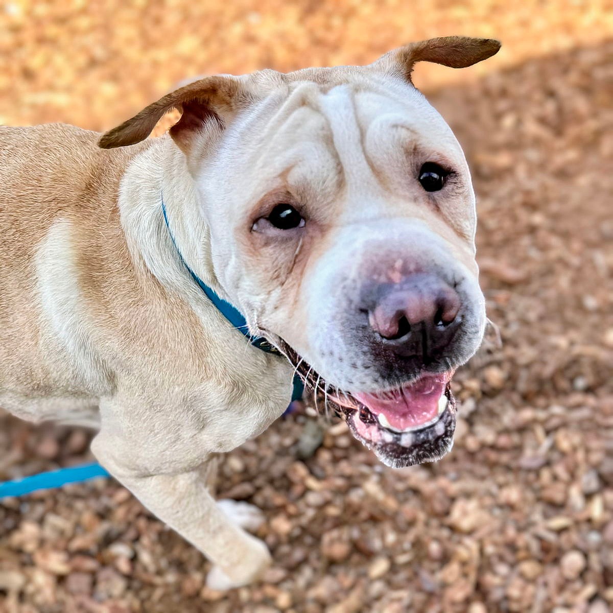 Marie - Chinese Shar-Pei
