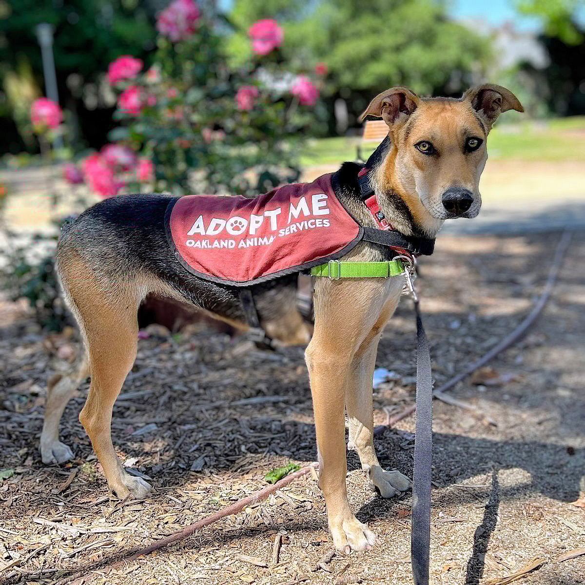 Uma - German Shepherd Dog