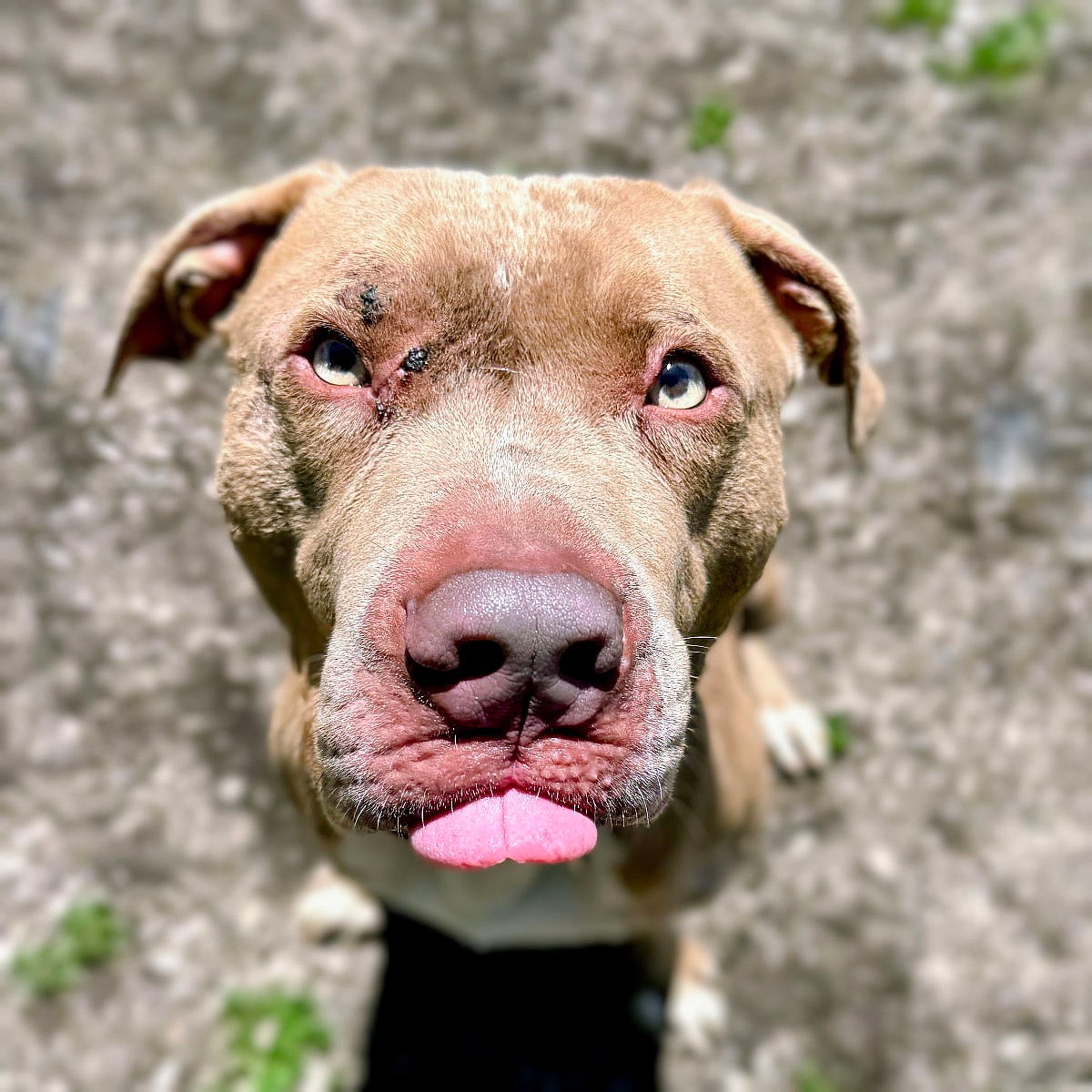 Ricky - Pit Bull Terrier