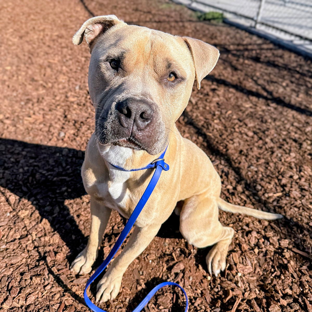 Almond - Pit Bull Terrier