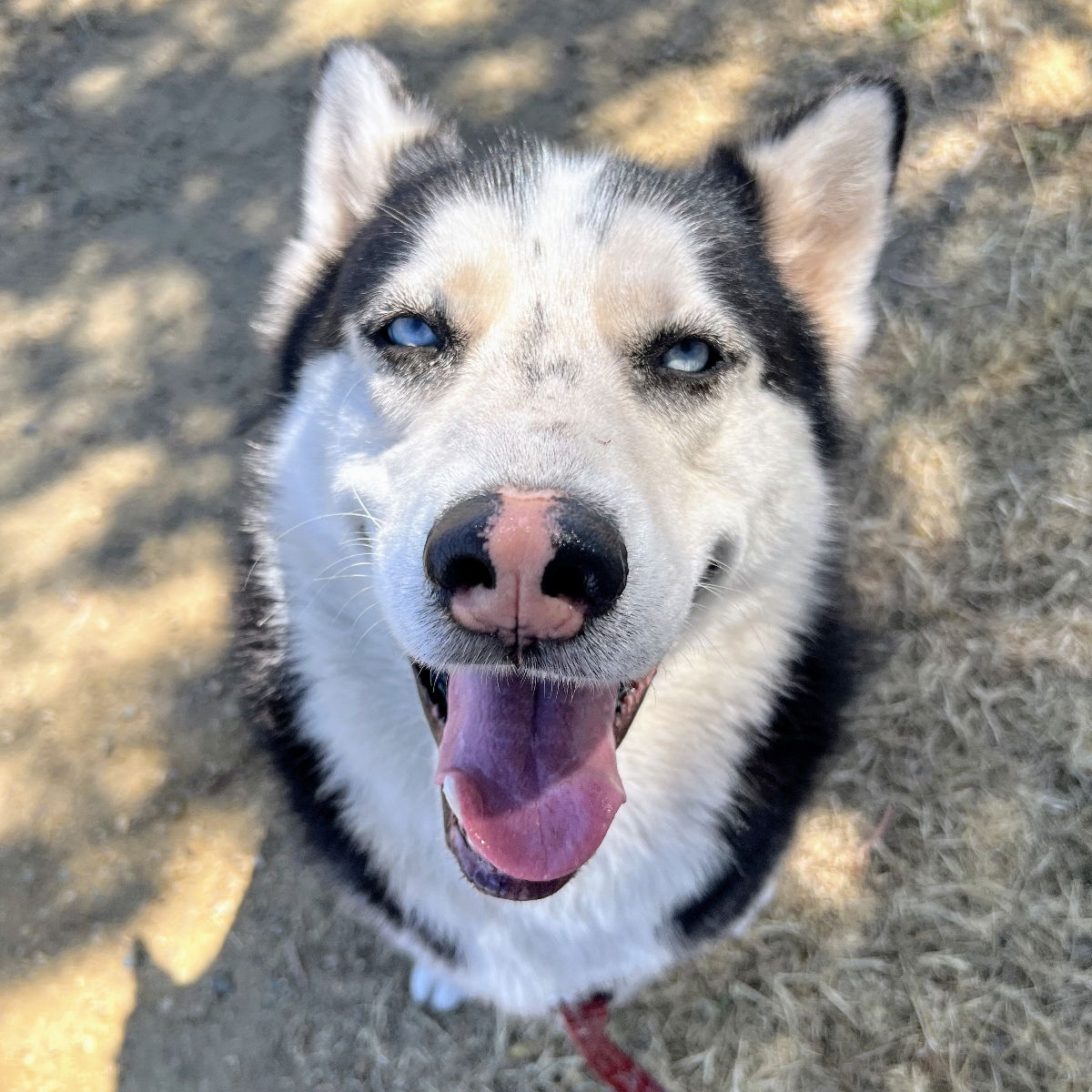 Kyrie - Siberian Husky