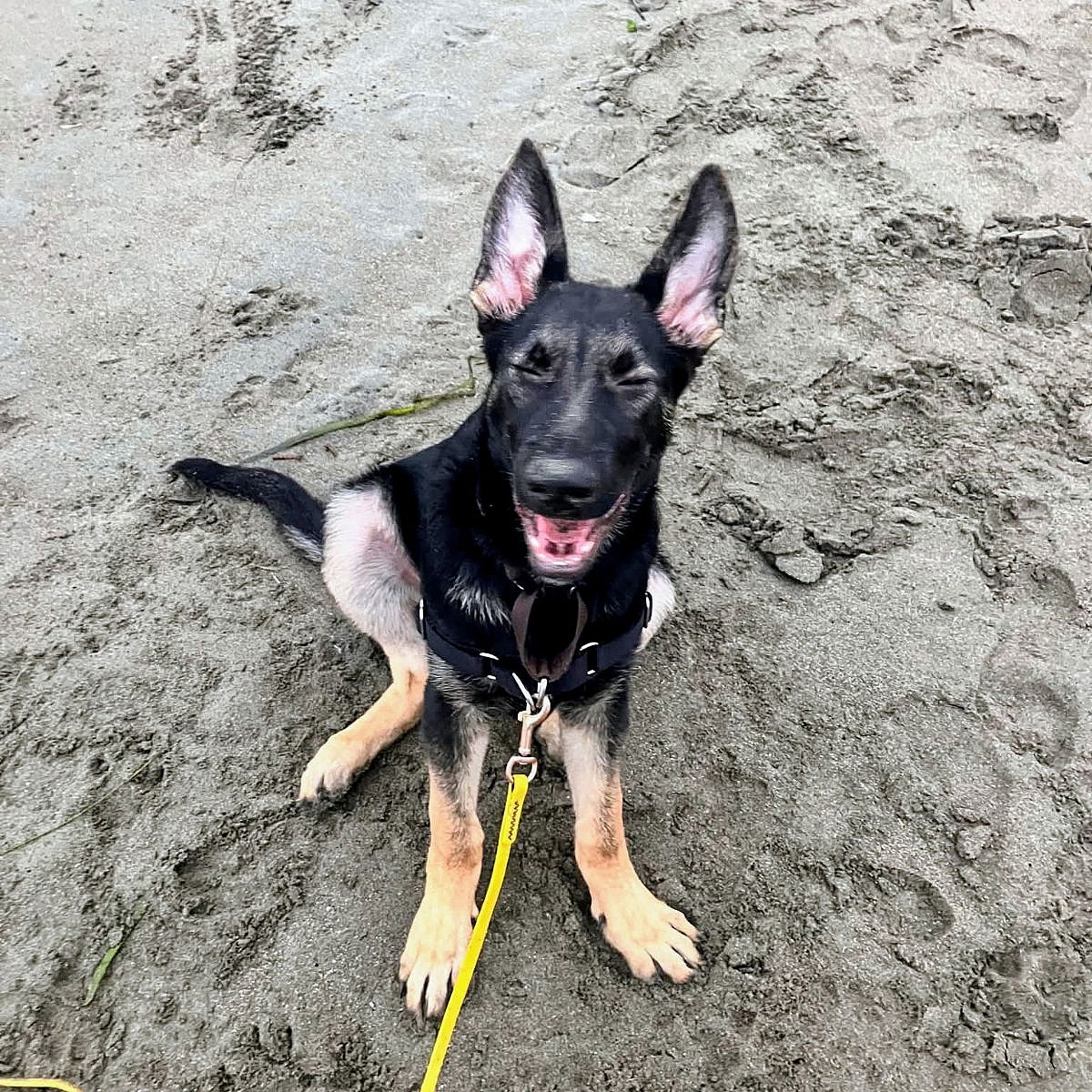 Pancho - German Shepherd Dog