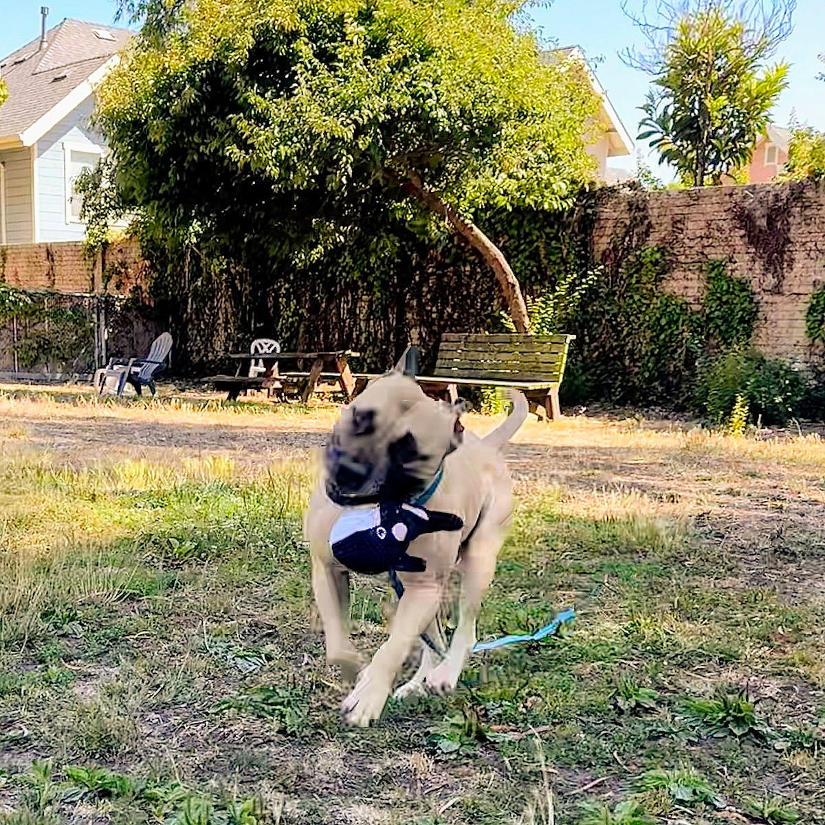 Don Juan - Pit Bull Terrier